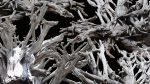 Natur-04