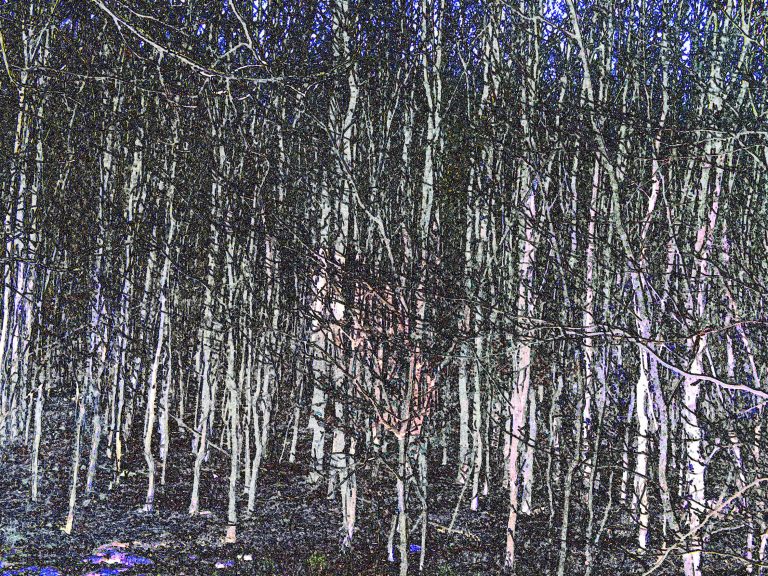 Wald-02
