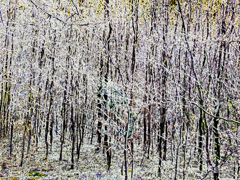 Wald-03