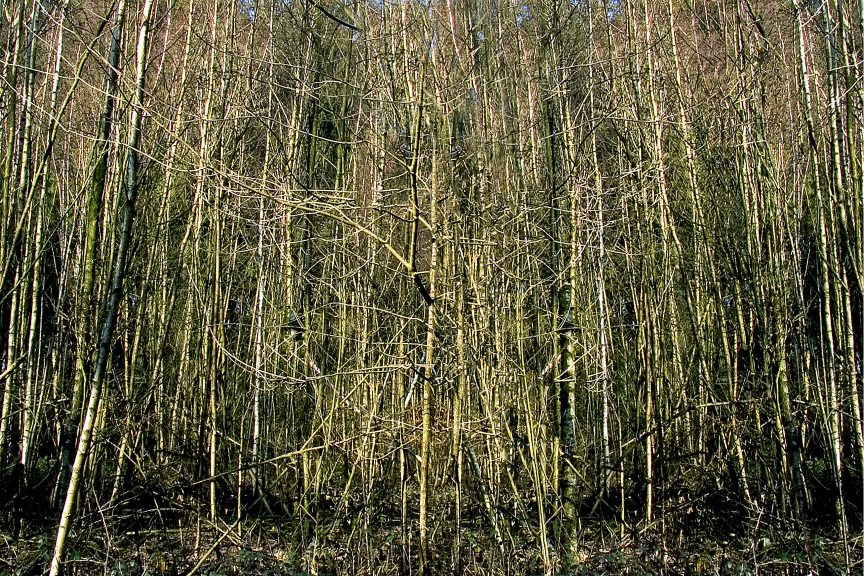 Wald-05