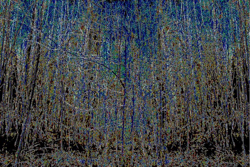 Wald-10