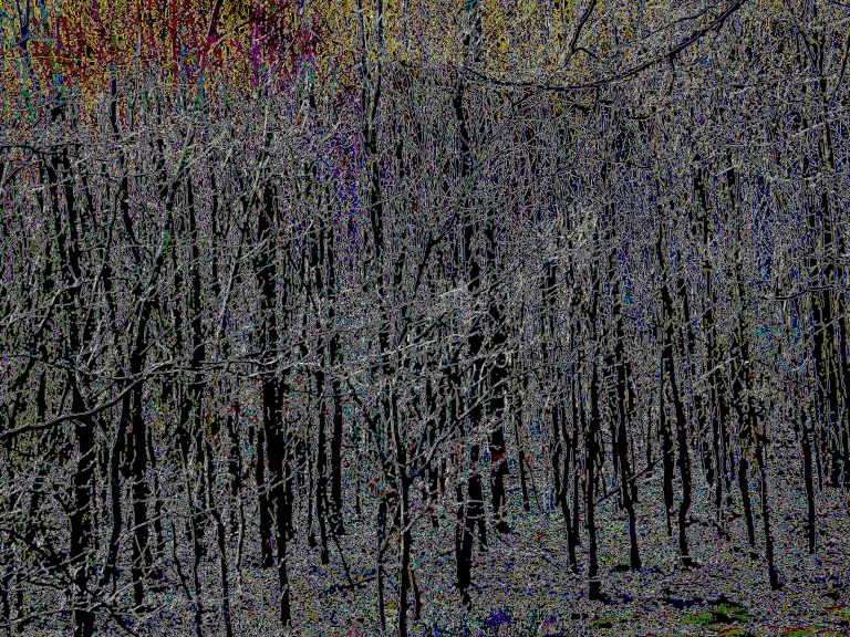 Wald-13