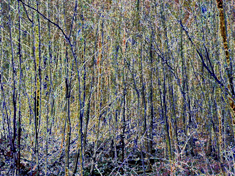 Wald-19