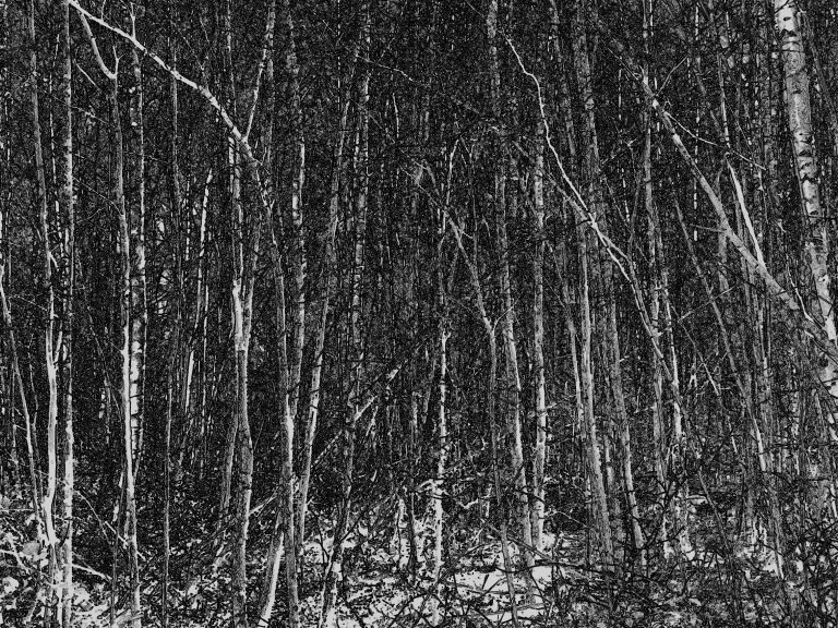 Wald-21