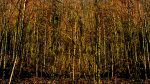 Wald-23