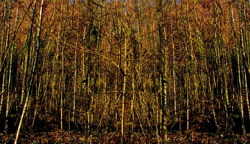 Wald-23