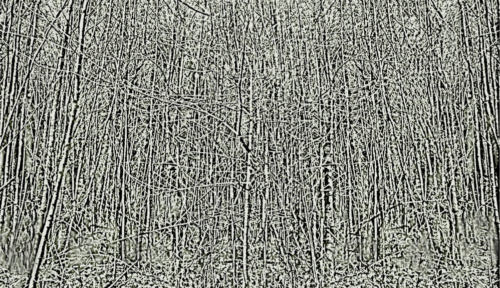 Wald-29