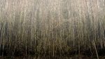 Wald-32